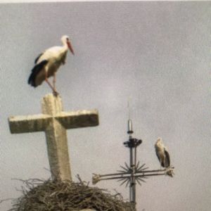 Meet your Posher, Damien